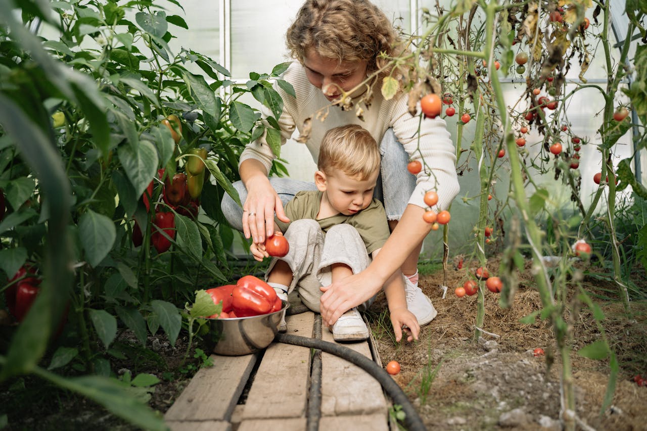 A mother and her young son harvest tomatoes and peppers together in a lush greenhouse.